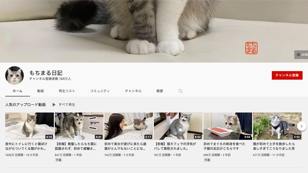 人気 おすすめの猫系ユーチューブ動画チャンネル7選 ガジェるニュース