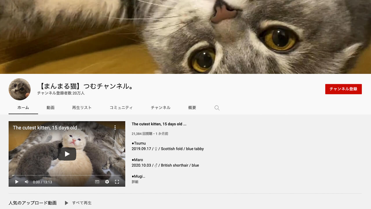 人気 おすすめの猫系ユーチューブ動画チャンネル7選 ガジェるニュース