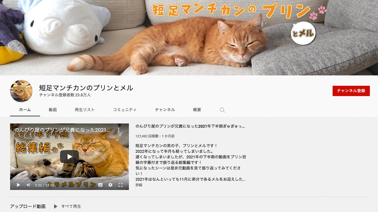 人気 おすすめの猫系ユーチューブ動画チャンネル7選 ガジェるニュース